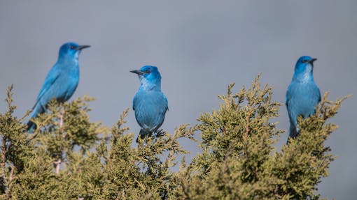 Three pinyon jays sit in the top branches in a tree in Nevada.