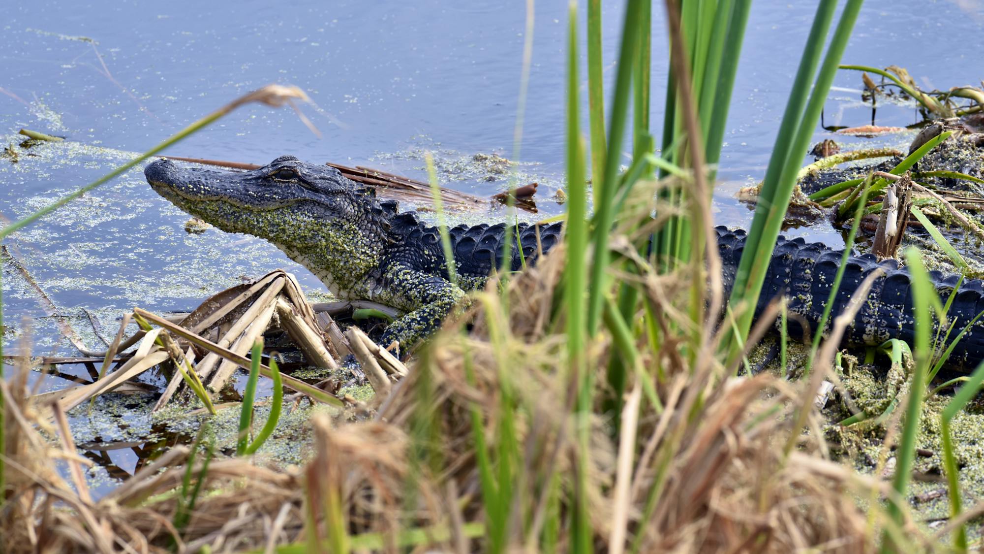 2022.11.22-American Alligator-Tim Donovan-FWC