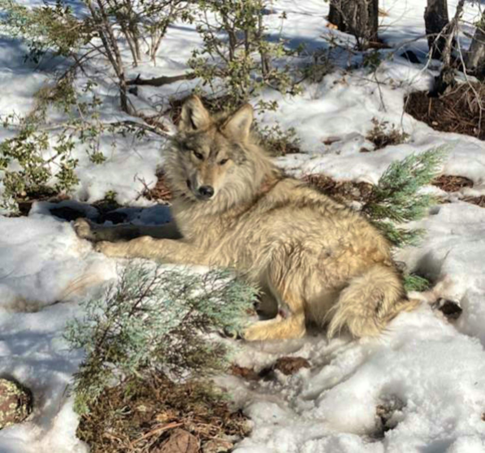  Mexican Gray Wolf from Wolf Tech