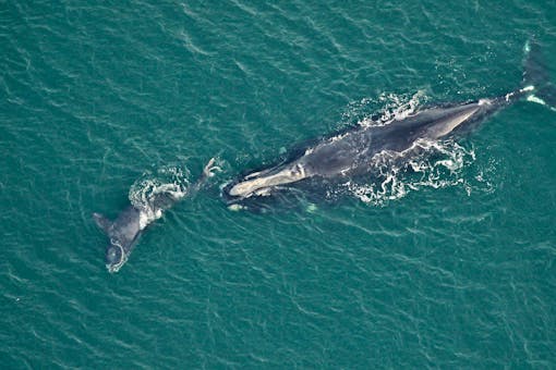 2023.01.05- Right Whale Swimming with Calf-FWC-CC BY NC ND 2.0