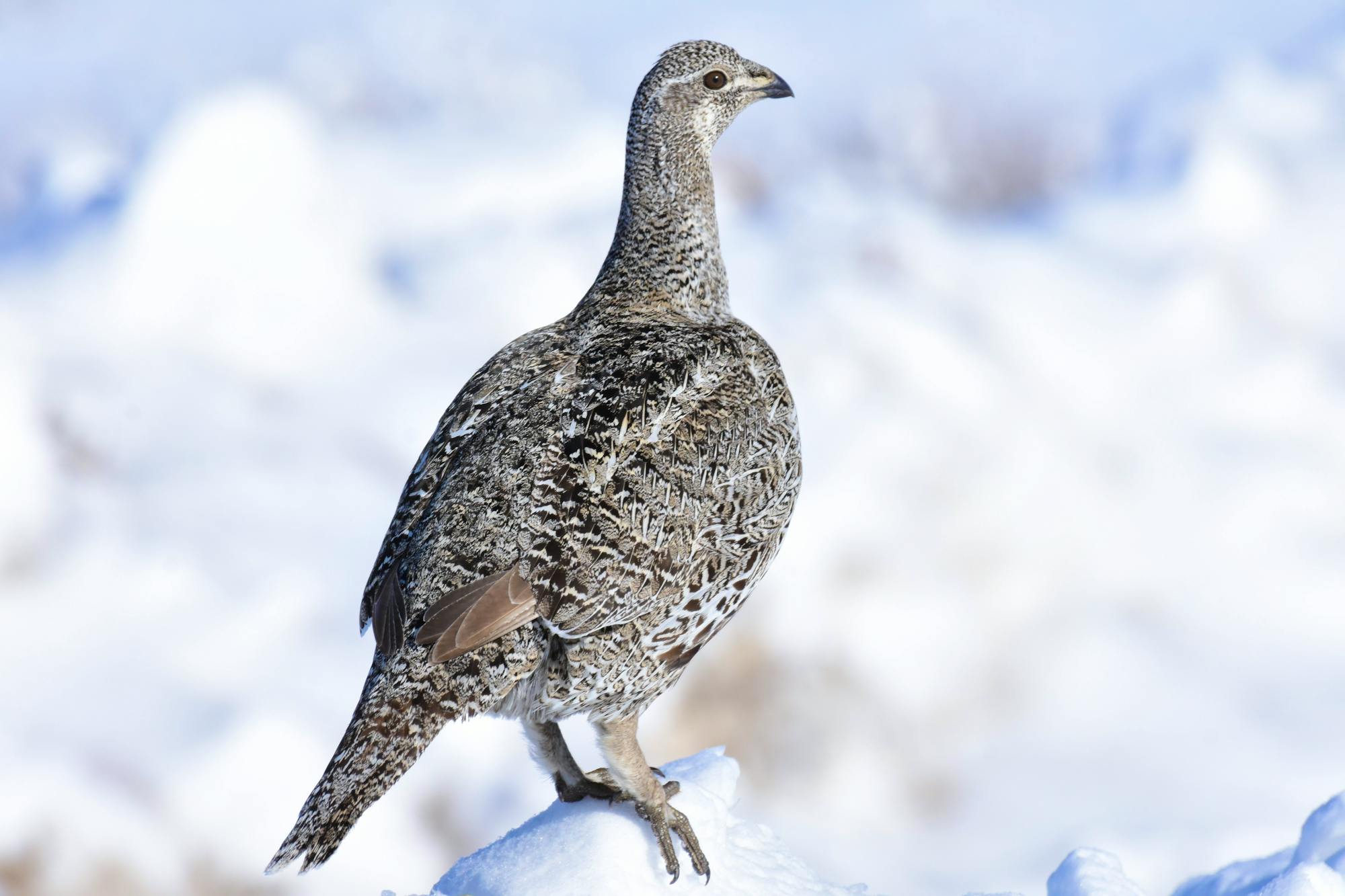 2023.03.12 - Greater Sage-Grouse Perched on Snow - Seedskadee National Wildlife Refuge - Wyoming - Tom Koerner -USFWS