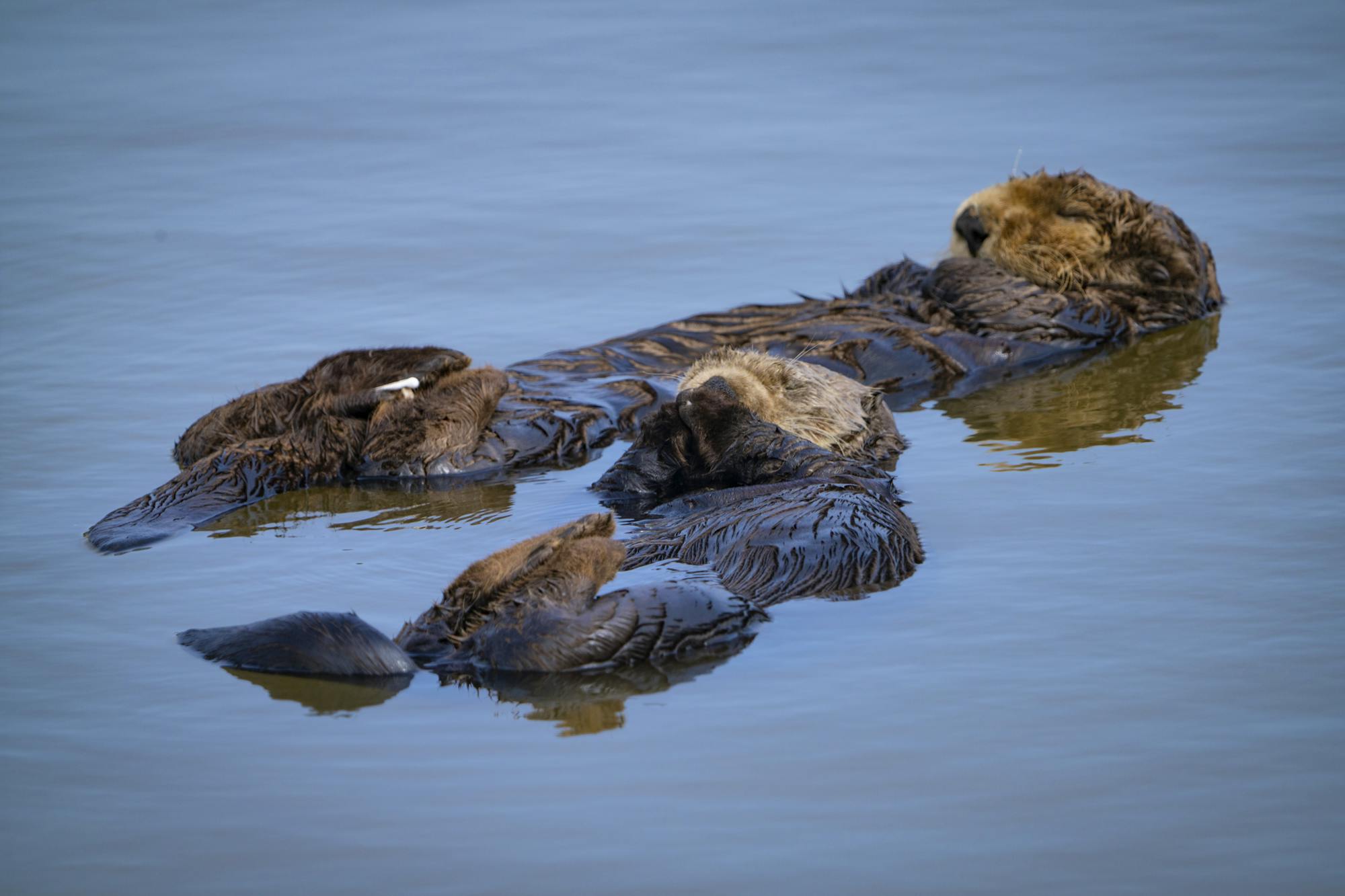 Southern Sea Otters