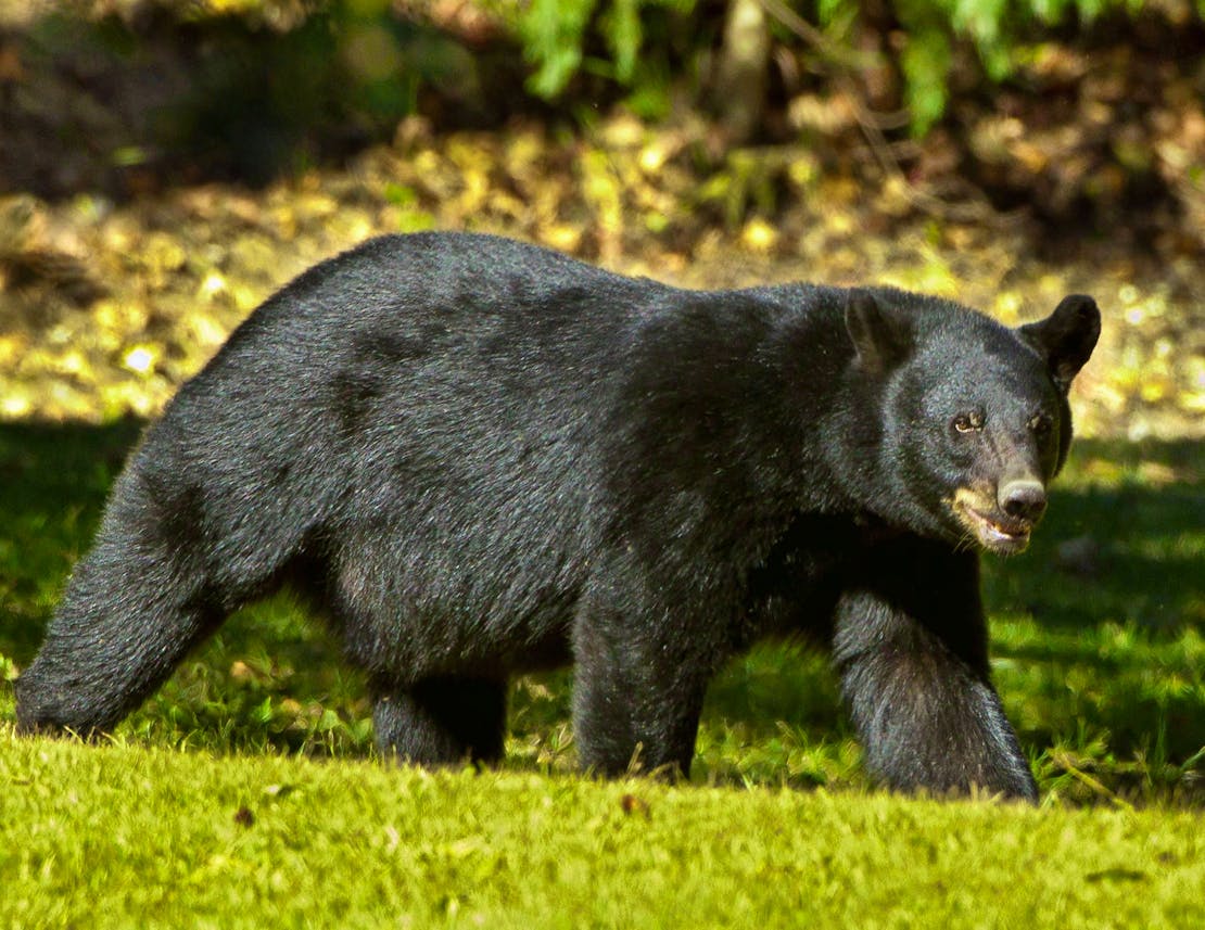Louisiana Black Bear