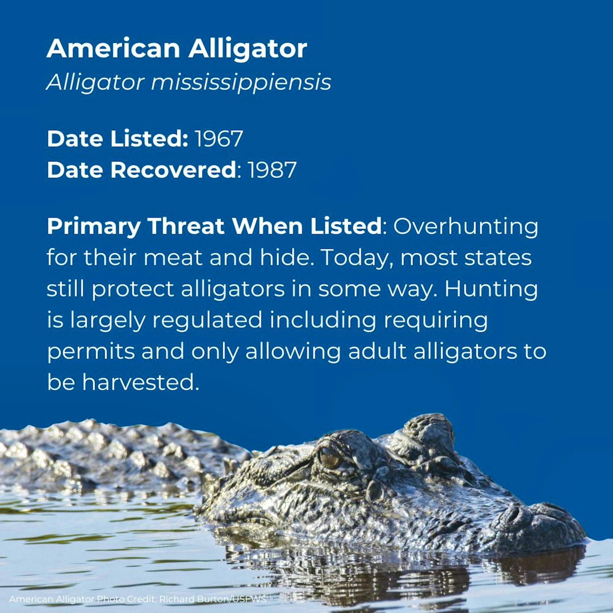 American Alligator Alligator mississippiensis Date Listed: 1967 Date Recovered: 1987 Primary Threat When Listed: Overhunting for their meat and hide. Today, most states still protect alligators in some way. Hunting is largely regylated including requiring permits and only allowing adult alligators to be harvested. 