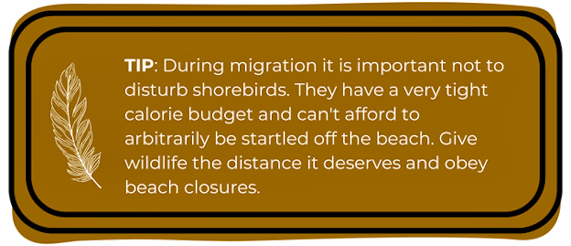 TIP: During migration it is important not to disturb shorebirds. They have a very tight calorie budget and can't afford to arbitrarily be startled off the beach. Give wildlife the distance it deserves and obey beach closures.