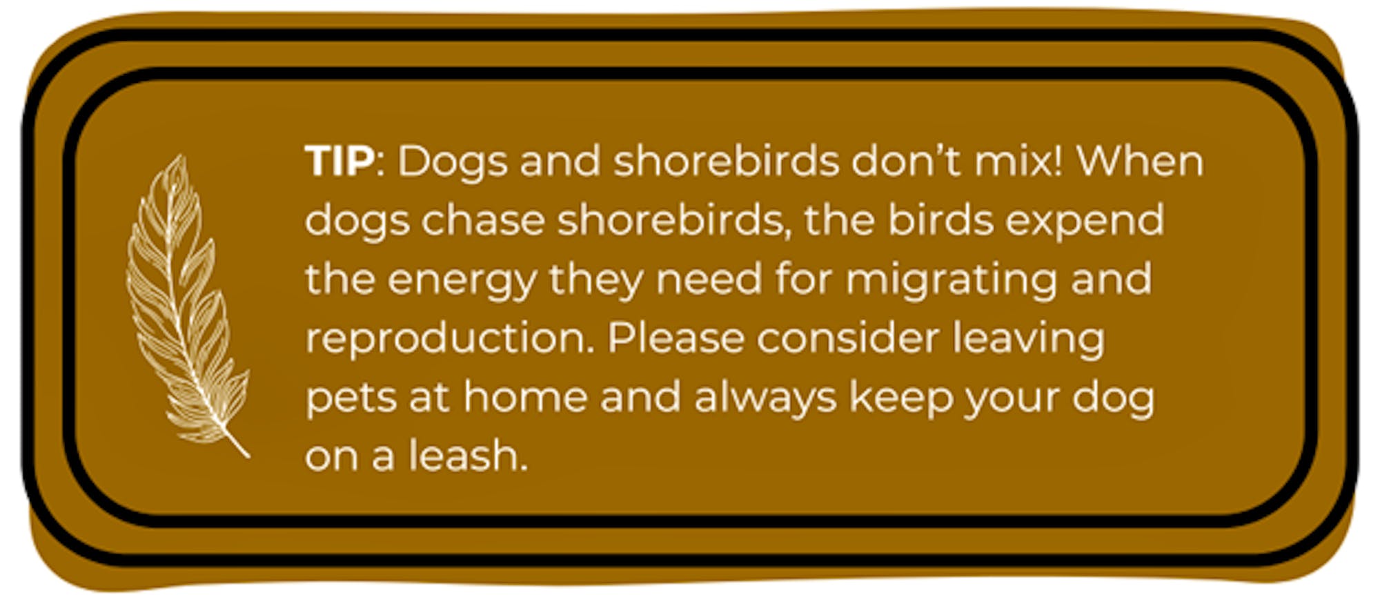 TIP: Dogs and shorebirds don’t mix! When dogs chase shorebirds, the birds expend the energy they need for migrating and reproduction. Please consider leaving pets at home and always keep your dog on a leash.