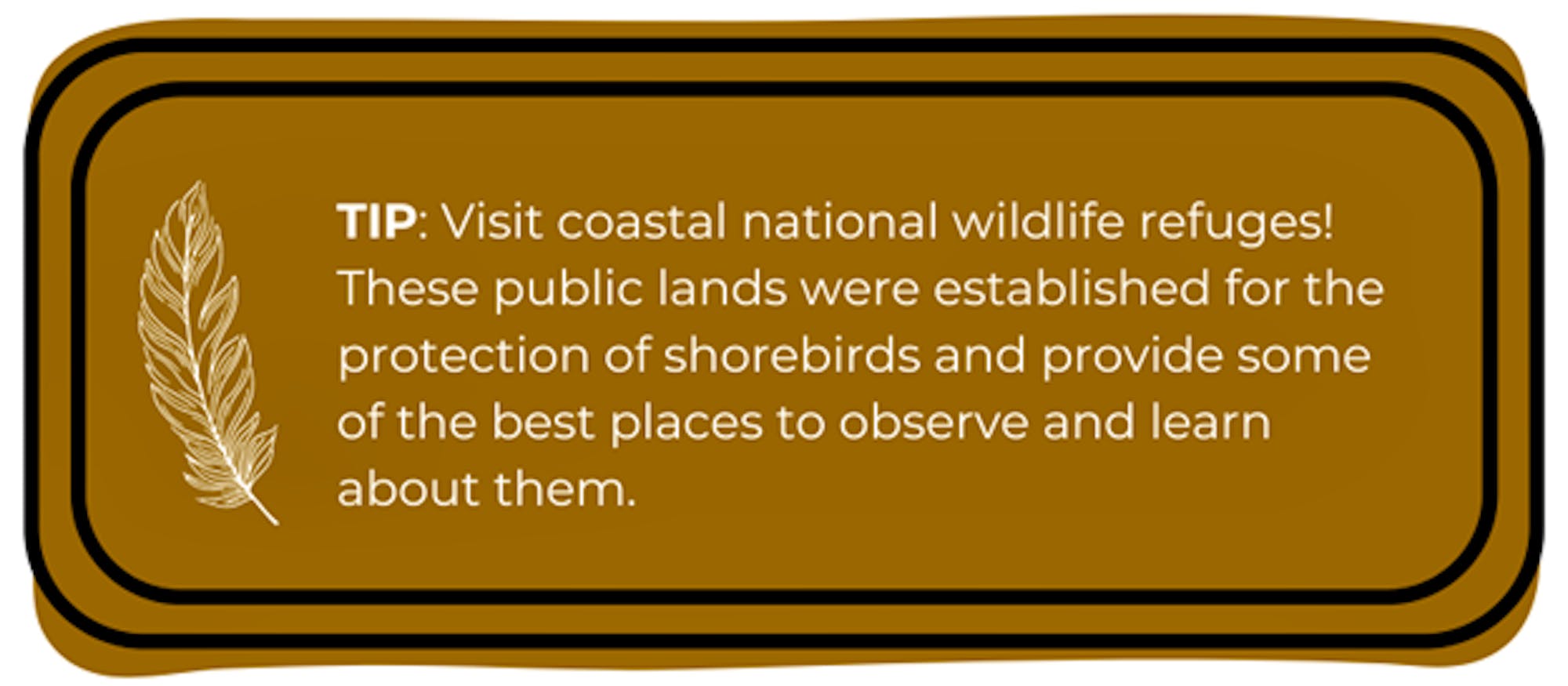 TIP: Visit coastal national wildlife refuges! These public lands were established for the protection of shorebirds and provide some of the best places to observe and learn about them.