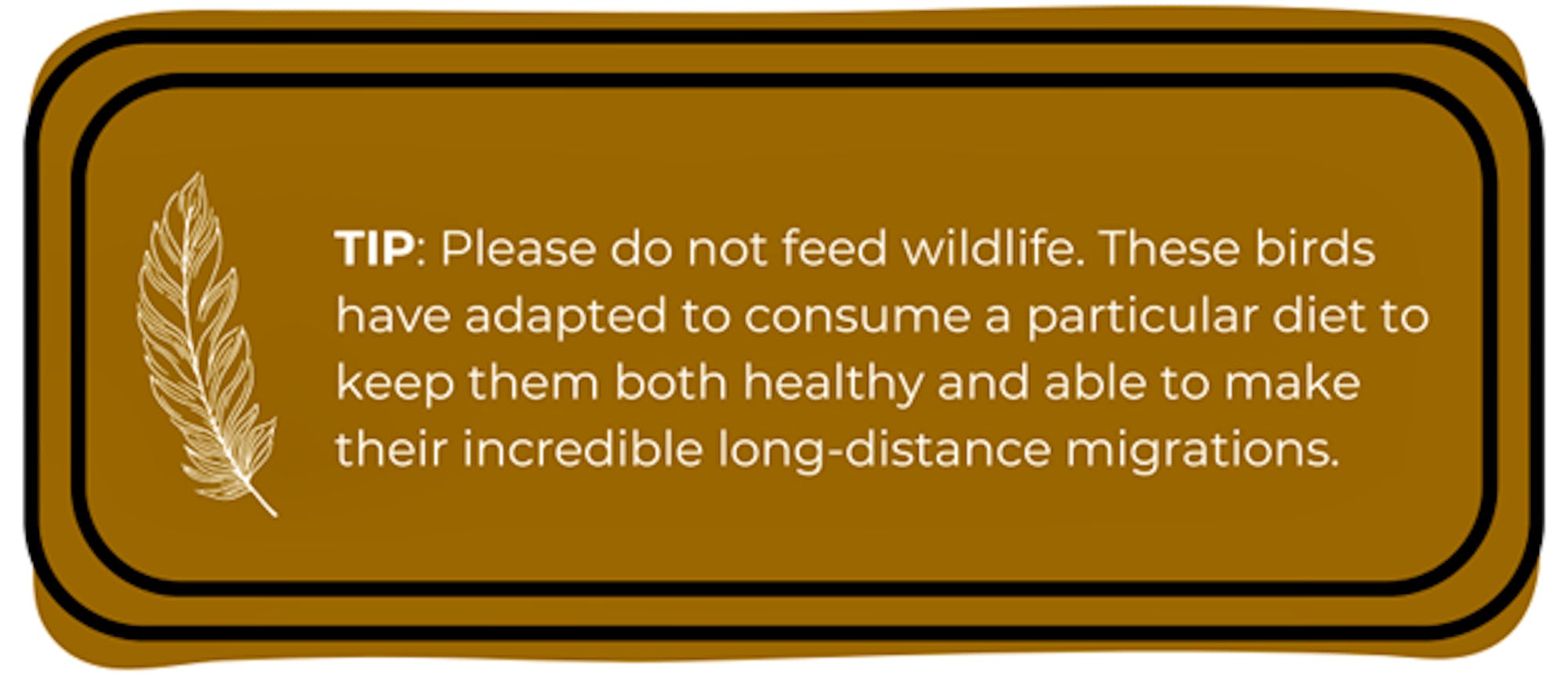 TIP: Please do not feed wildlife. These birds have adapted to consume a particular diet to keep them both healthy and able to make their incredible long-distance migrations.