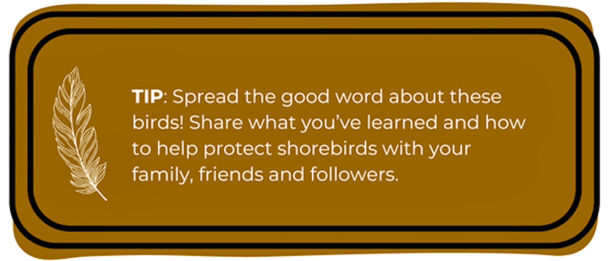 TIP: Spread the good word about these birds! Share what you’ve learned and how to help protect shorebirds with your family, friends and followers.