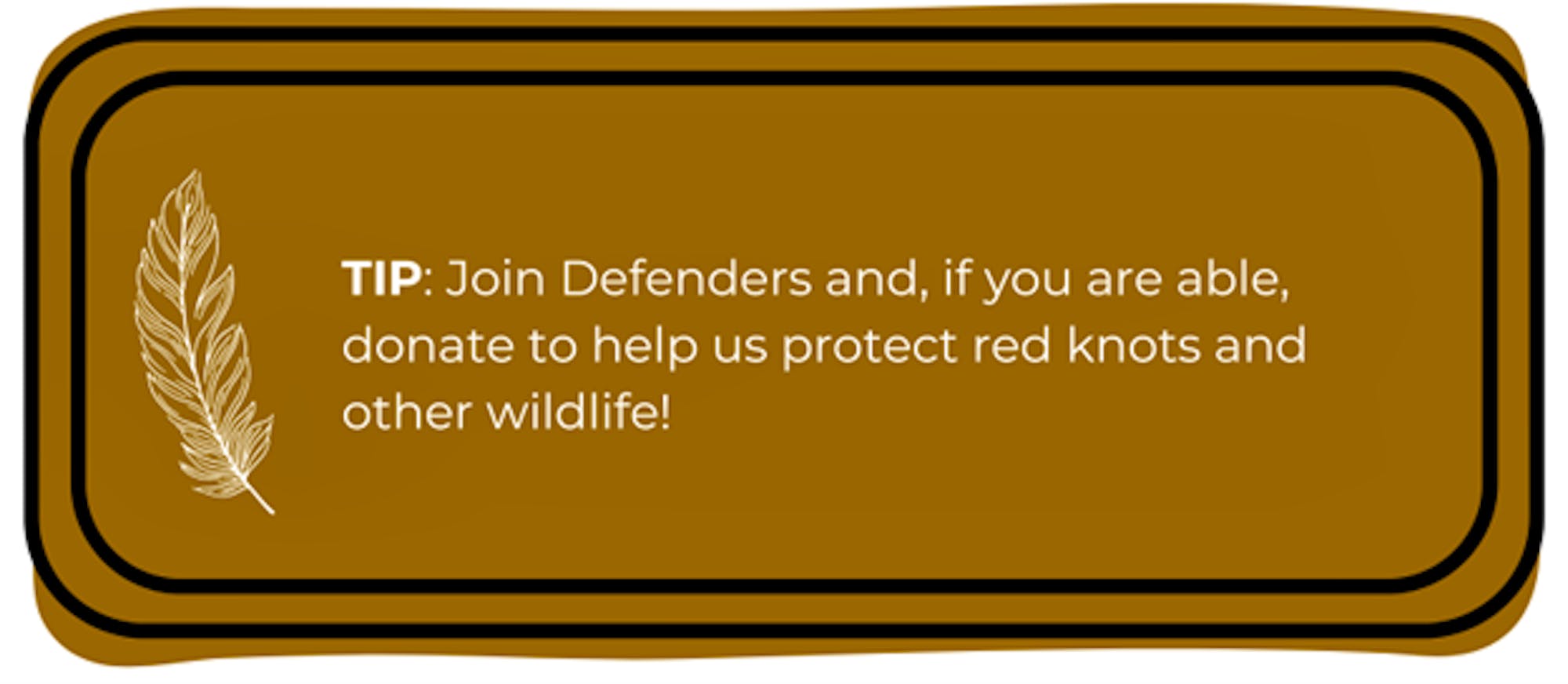 TIP: Join Defenders and, if you are able, donate to help us protect red knots and other wildlife!