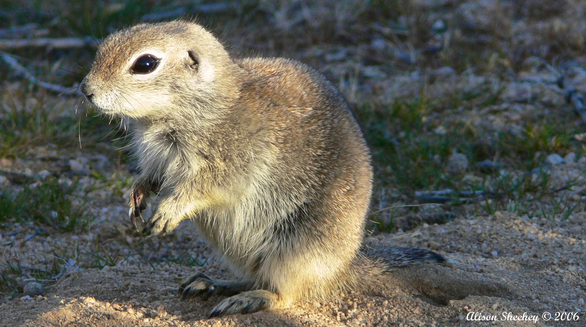 2006.03 - Mohave Ground Squirrel - (c) Nature Ali (CC BY-NC-ND 4.0 DEED)