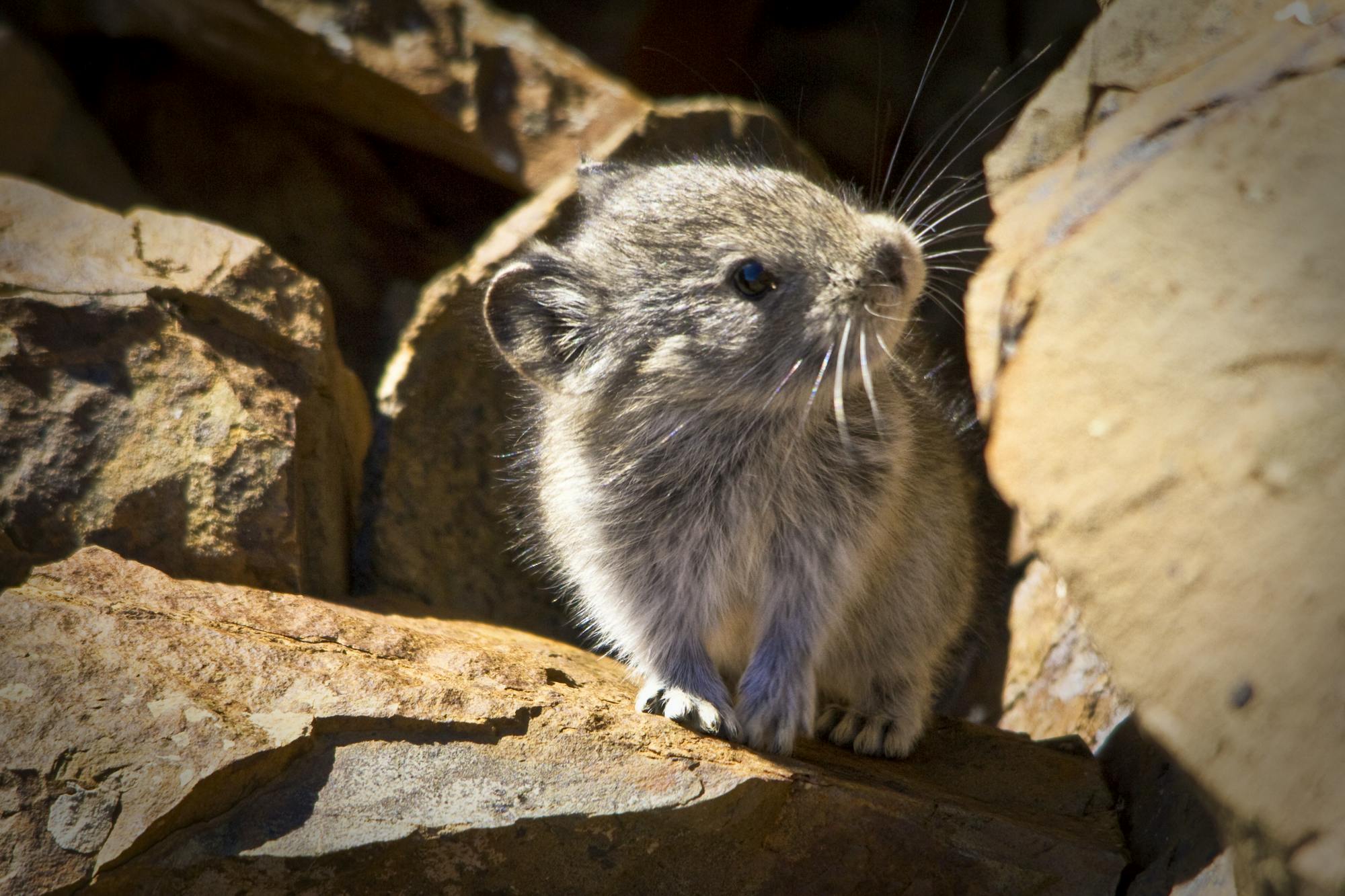 2011.09.26 - Collared Pika - Denali National Park and Preserve, Alaska - Jacob W. Frank - NPS