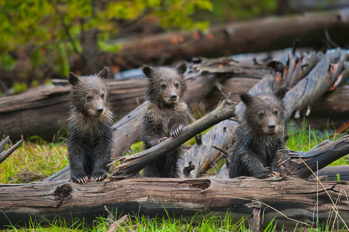 Three young, wet grizzly bear cubs stand over a fallen tree. Their hind legs are behind the branch, but their front are perched up on it, helping them "stand" on two legs.