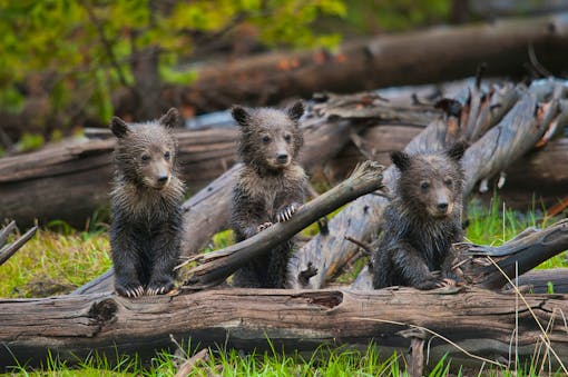 Three young, wet grizzly bear cubs stand over a fallen tree. Their hind legs are behind the branch, but their front are perched up on it, helping them "stand" on two legs.