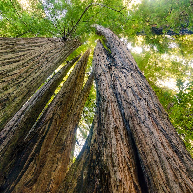 2014.07.29. - Redwood National and State Park - Redwoods at Tall Trees Grove - Shaina Niehans - NPS.jpg