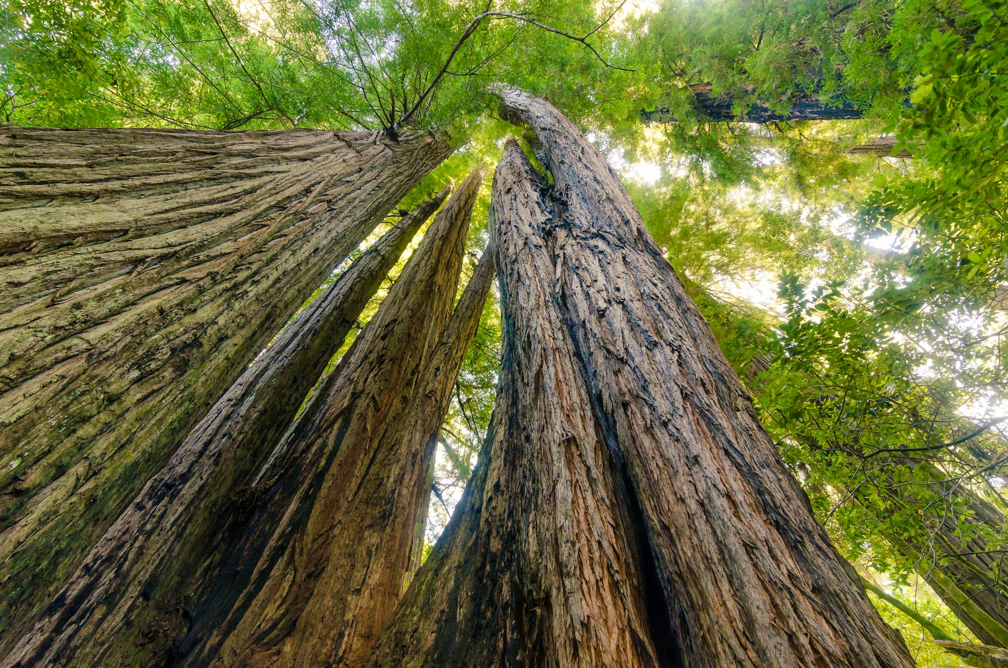 2014.07.29. - Redwood National and State Park - Redwoods at Tall Trees Grove - Shaina Niehans - NPS.jpg