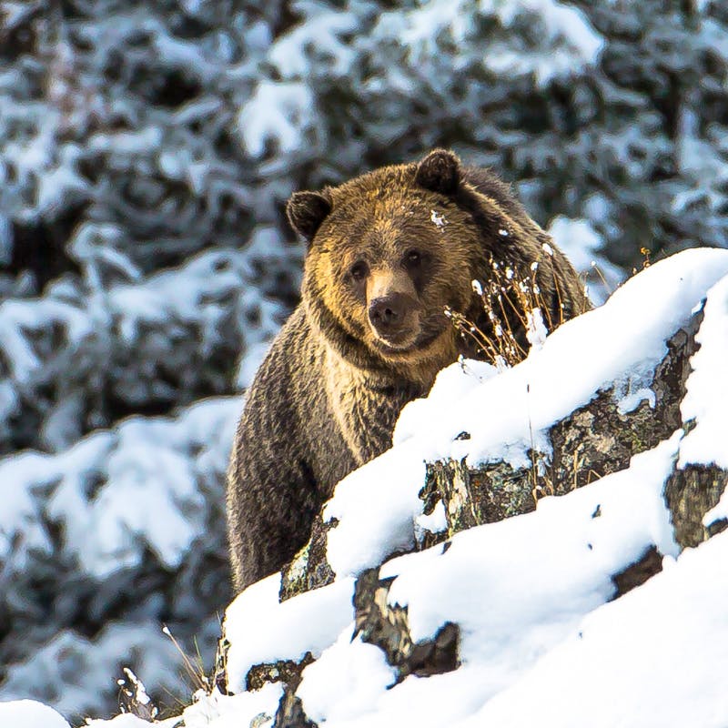 A grizzly bear walking up an incline, stopped peering over some snow-covered rocks towards the camera. There are huge evergreen trees in the background, covering in snow.
