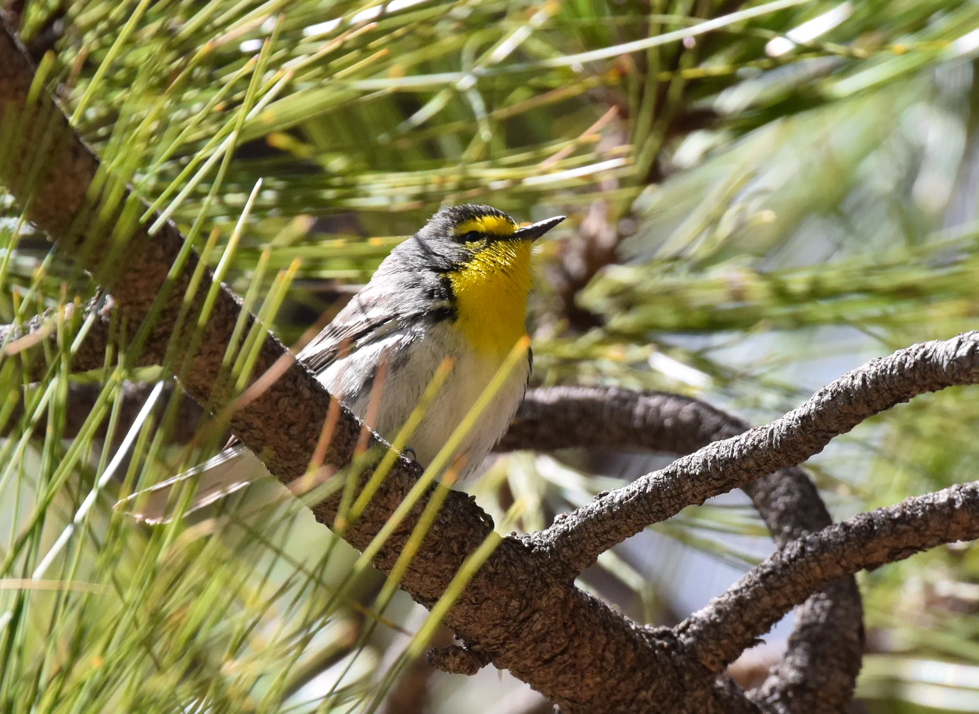 2017.03.31 - Grace's Warbler - Arizona - Andy Reago & Chrissy McClarren (CC BY 2.0)