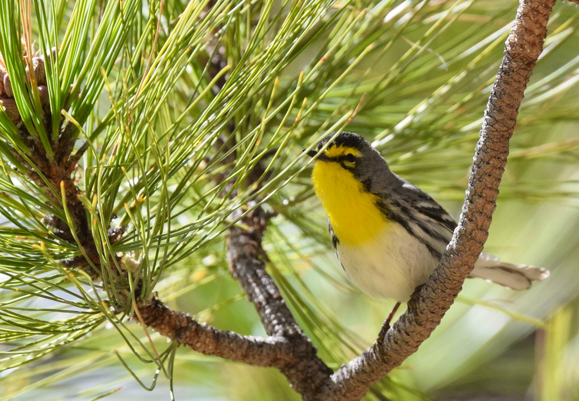 2017.03.31 - Grace's Warbler - Arizona - Andy Reago & Chrissy McClarren