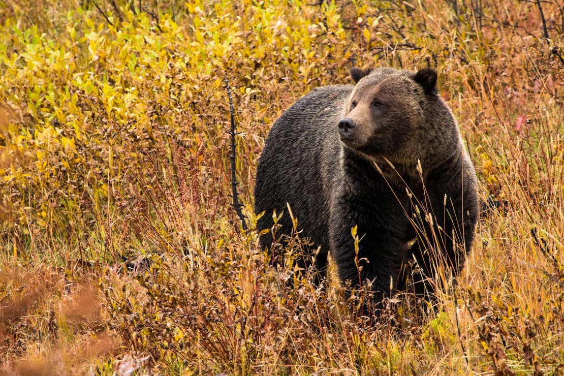 Grizzly bear in field at Grand Teton National Park, Wyoming. The leaves around the bear are shades of yellow and orange.