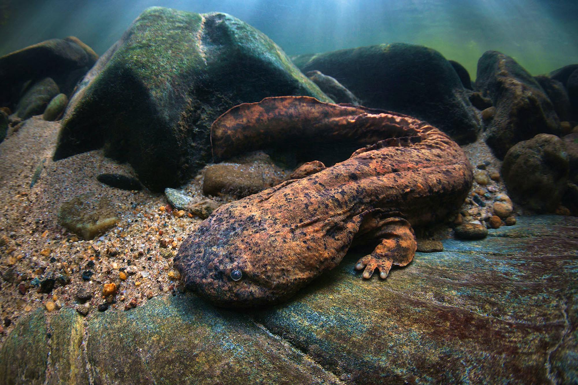 2018.8.27 - Eastern Hellbender Profile on Rock Underwater - Isaac Szabo