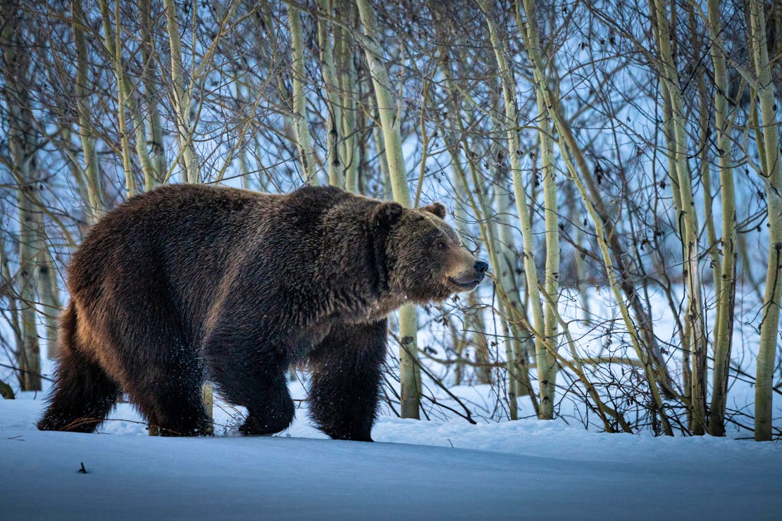 Grizzly bear walking through snow at Grand Teton National Park