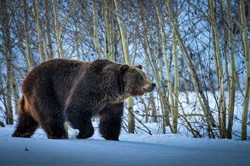 Grizzly bear walking through snow at Grand Teton National Park