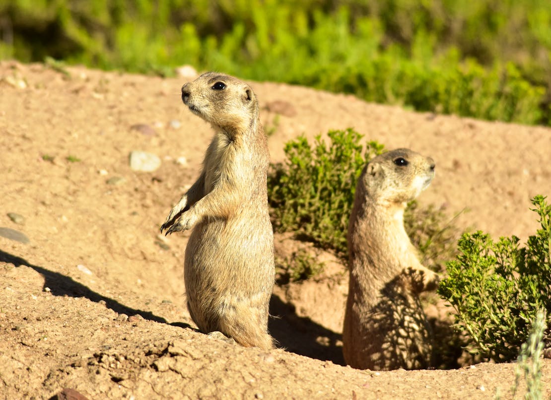 2019.07.01 - White-Tailed Prairie Dogs - Arapaho National Wildlife Refuge - Colorado - Tom Koerner-USFWS
