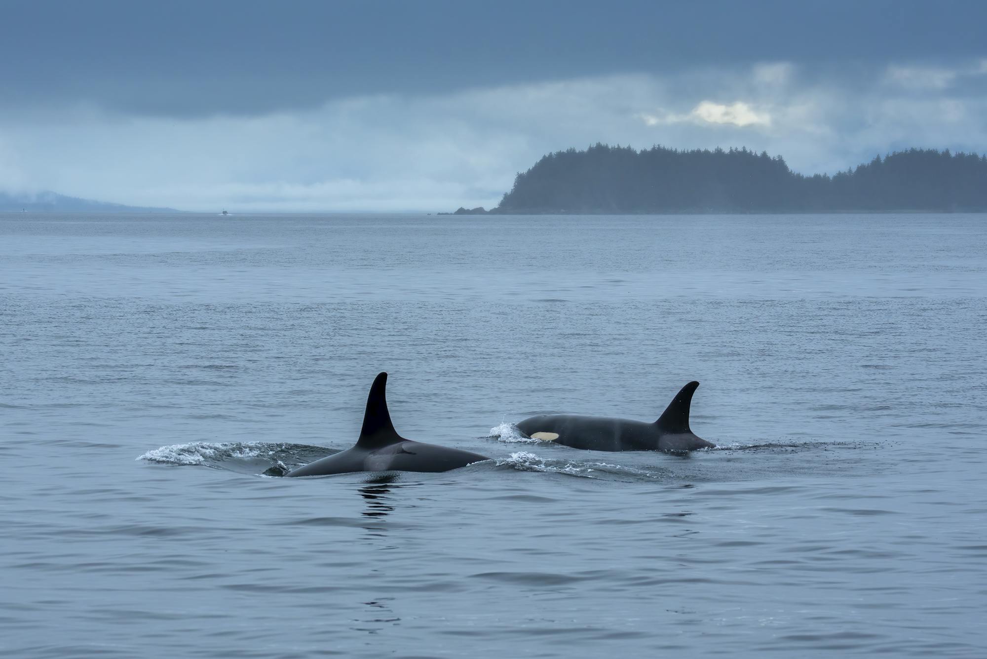 2022.08.28 - Two Orcas Swimming - Tongass National Forest - Alaska - Harvey Hergett-USFS.jpg