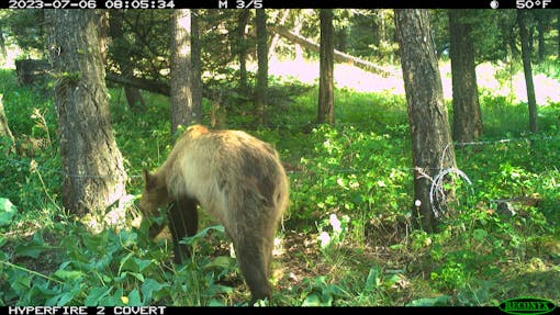 A trail camera shot of a grizzly bear sniffing a tree in a wooded area. The ground is covered in a variety of vegetation and there appears to be a wire fence hung across the trees in front of the bear. The grizzly bear is light brown and tan, and is facing away from the camera.