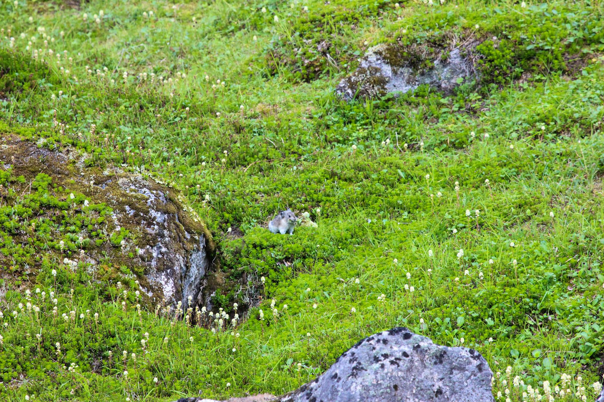 2023.08.07_Collared Pika_Alaska_Christi Heun