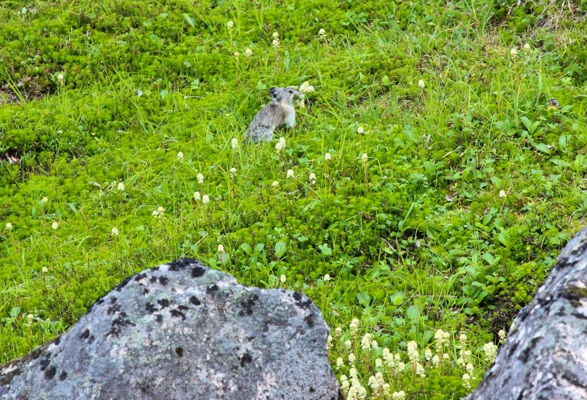 2023.08.07_Collared Pika_Alaska_Christi Heun