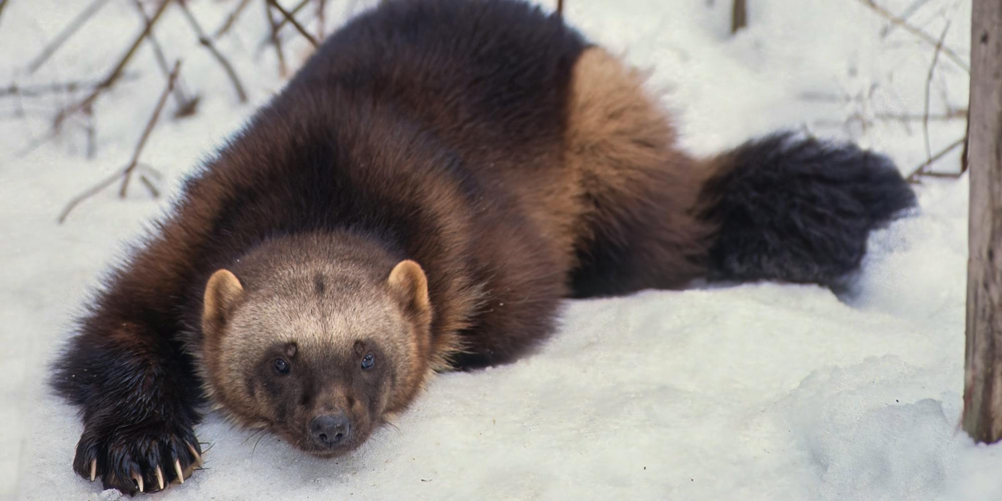 A wolverine lays in the snow in Montana