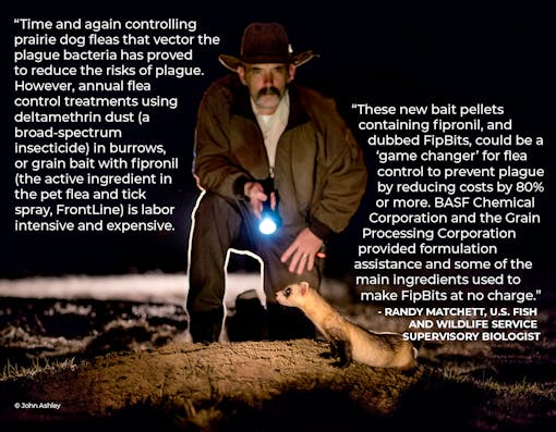 Photo of Randy Matchett (USFWS) shinning a flashlight on a black-footed ferret, overlaid with a quote from him.