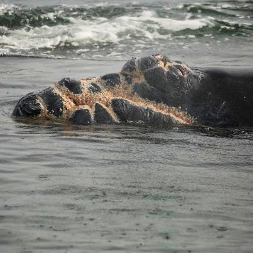 2024.01.11 - North Atlantic right whale - Calf of Juno vessel strike injury - Florida Fish and Wildlife Conservation Commission, NOAA permit #24359