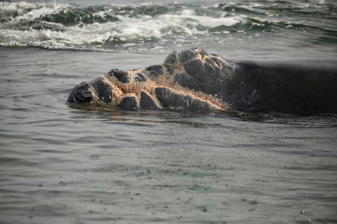 2024.01.11 - North Atlantic right whale - Calf of Juno vessel strike injury - Florida Fish and Wildlife Conservation Commission, NOAA permit #24359