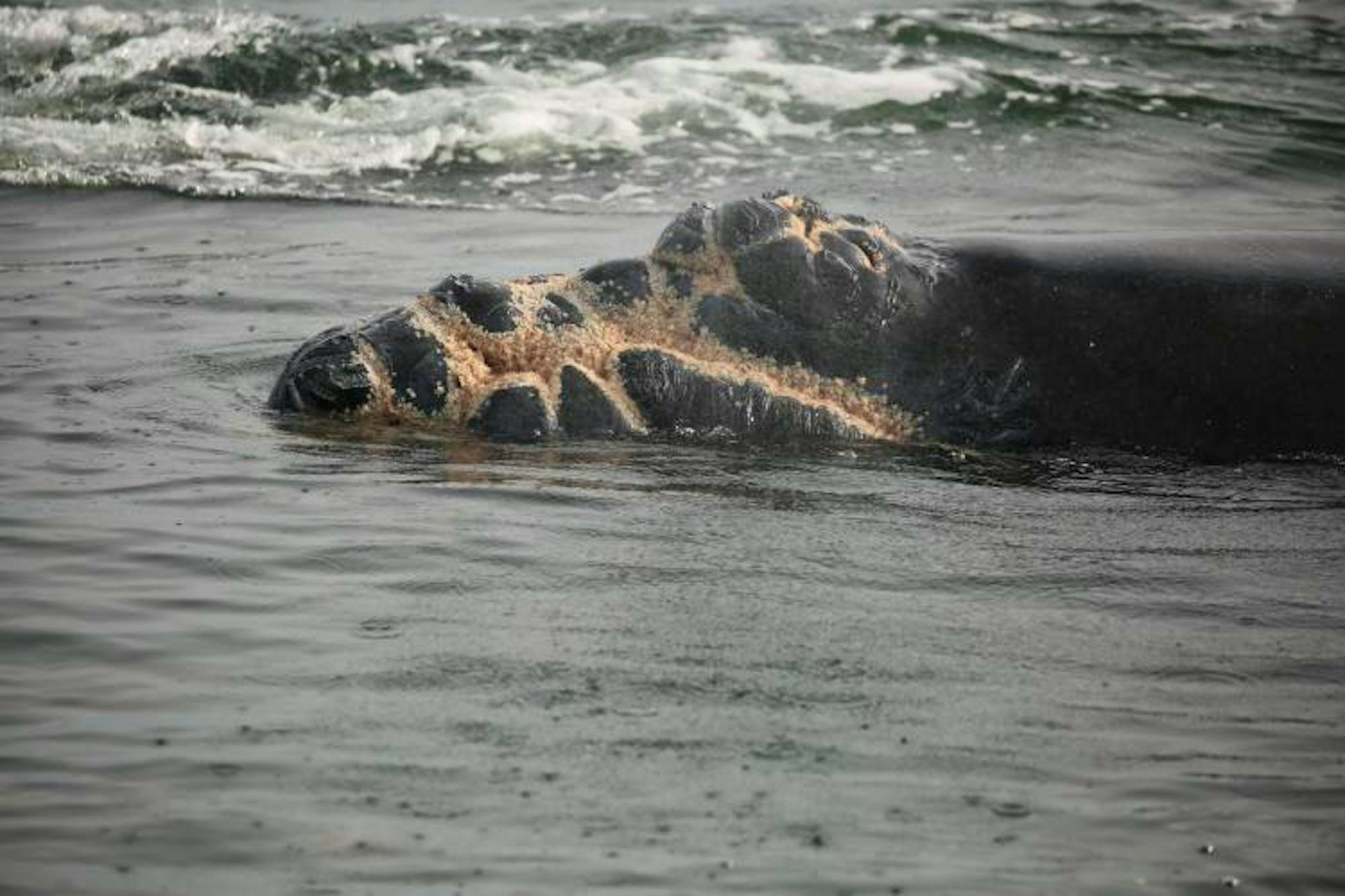 2024.01.11 - North Atlantic right whale - Calf of Juno vessel strike injury - Florida Fish and Wildlife Conservation Commission, NOAA permit #24359