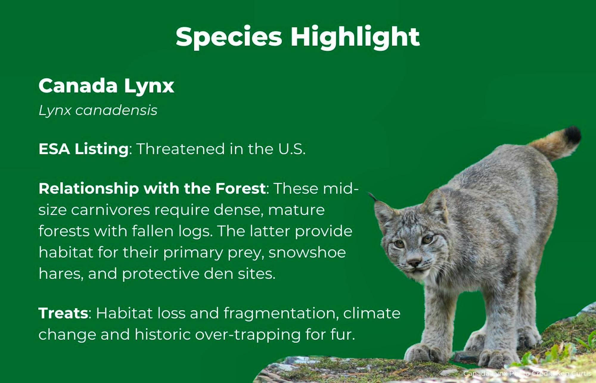 Canada Lynx Facts Graphic