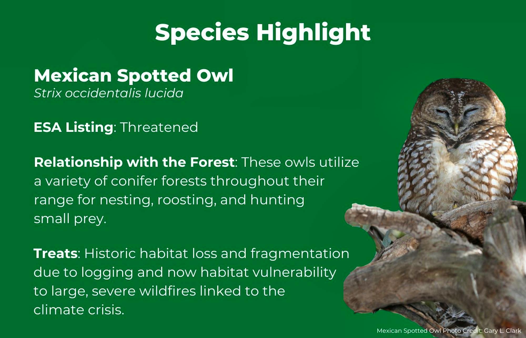 Mexican Spotted Owl Fact Graphic