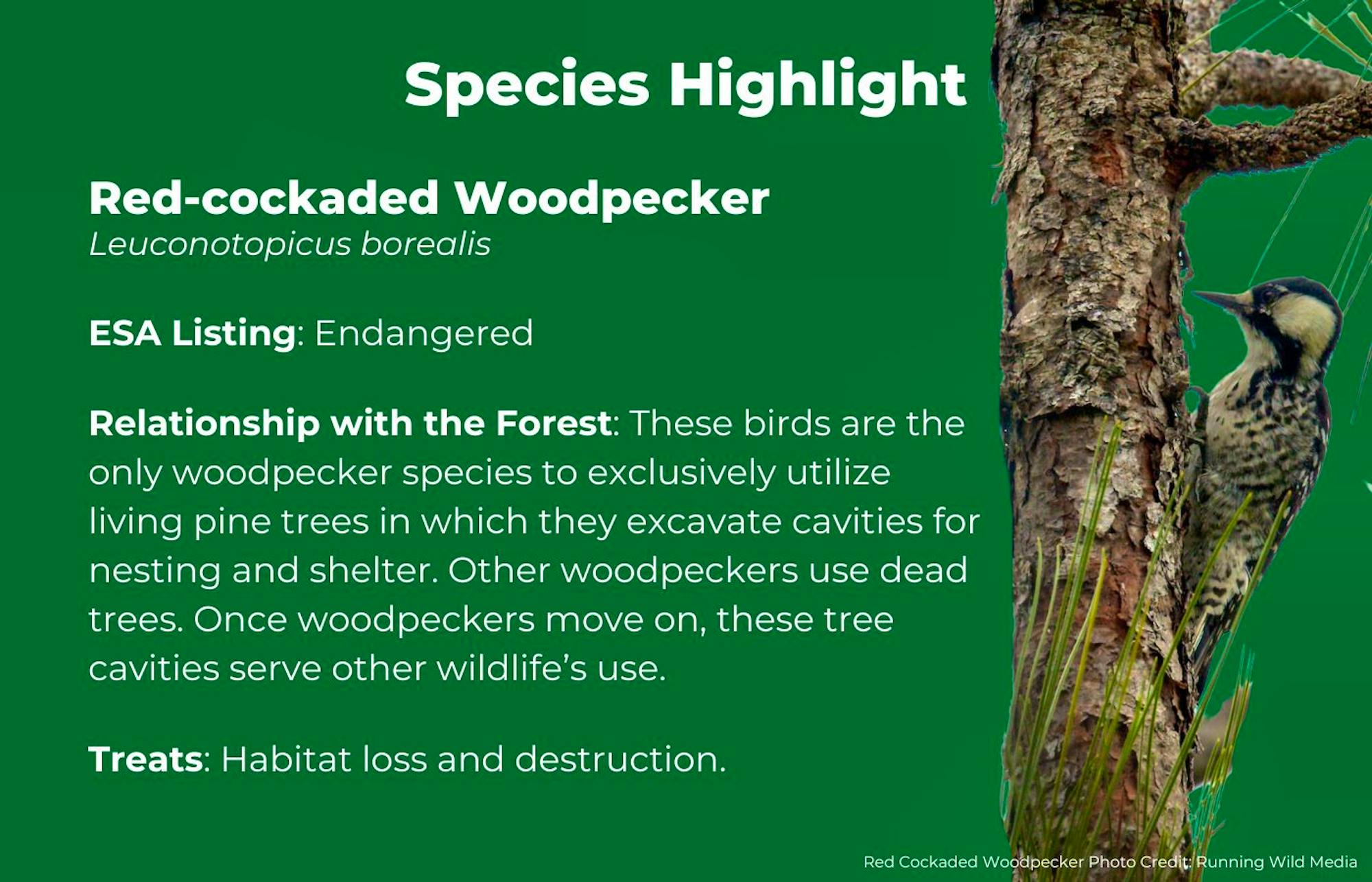 Red-cockaded Woodpecker Facts Graphic