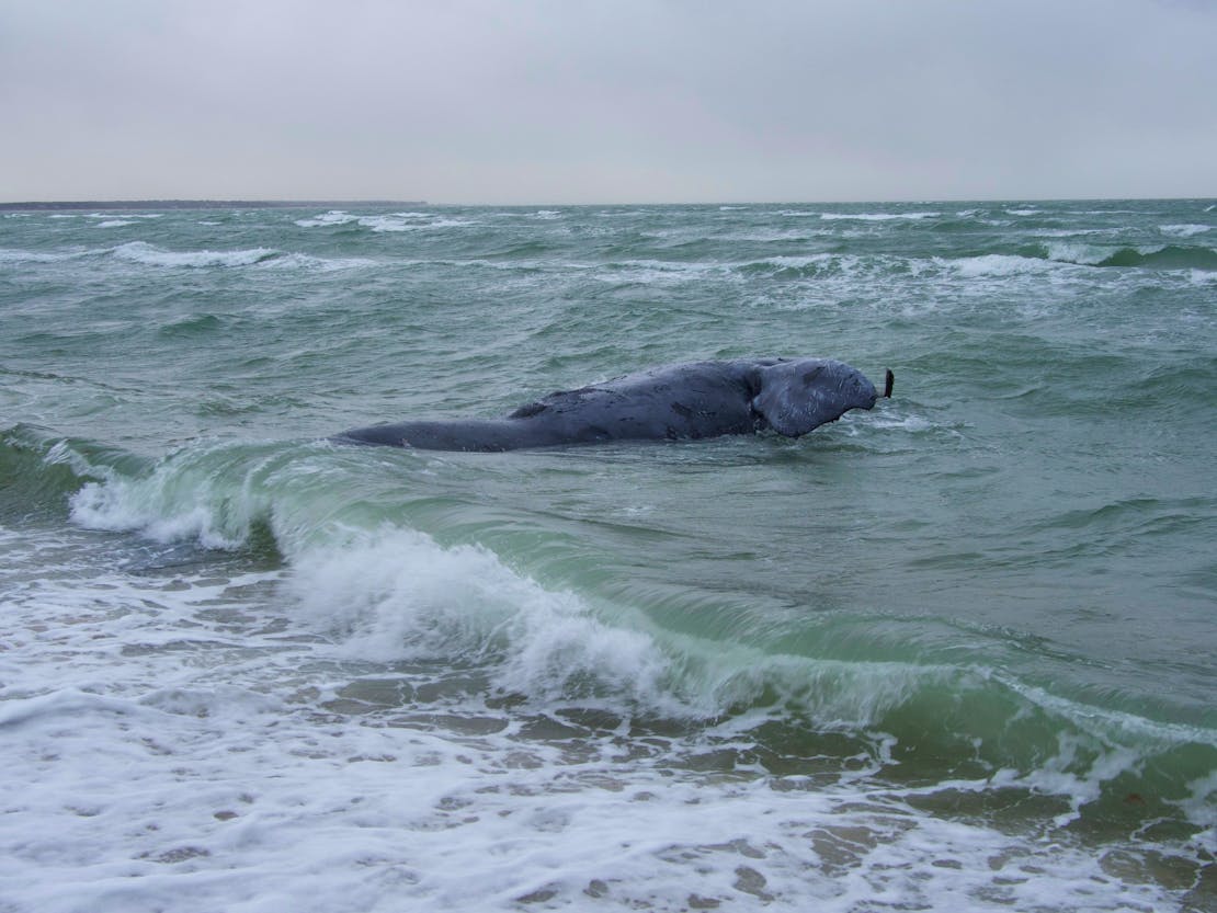 A dead North Atlantic right whale is seen stranded at Joseph Sylvia State Beach in Edgartown, Mass. Found on Sunday, the whale is a juvenile female, a devestating loss to the population.