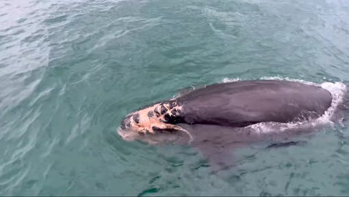 A North Atlantic right whale calf is seen with severe injuries to the head, face and left lip in Edisto, S.C.