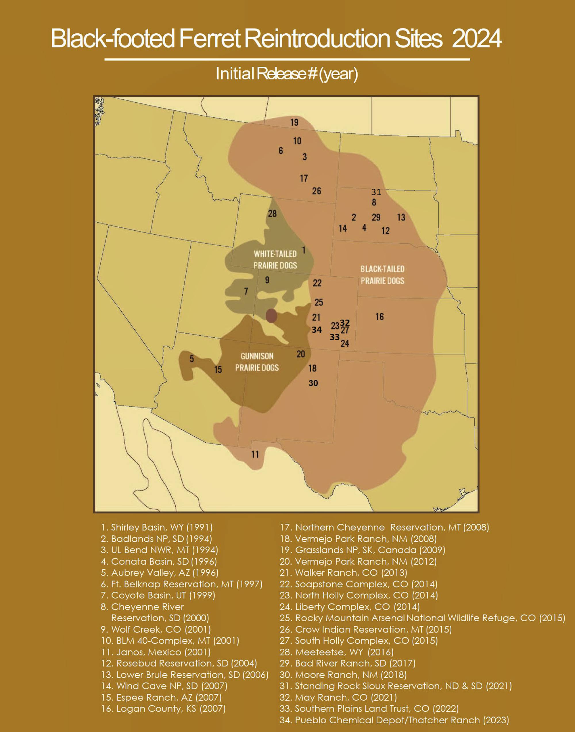 Black-footed Ferret Reintroduction Site 2024 graphic- USFWS