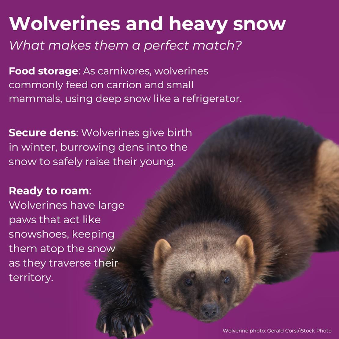 A purple-background with a photo of a wolverine and text explaining why wolverines and snow are a perfect match. Food storage, secure dens and ready to roam.