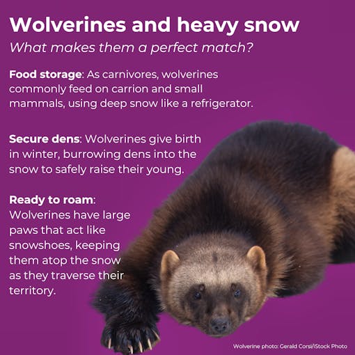 A purple-background with a photo of a wolverine and text explaining why wolverines and snow are a perfect match. Food storage, secure dens and ready to roam.