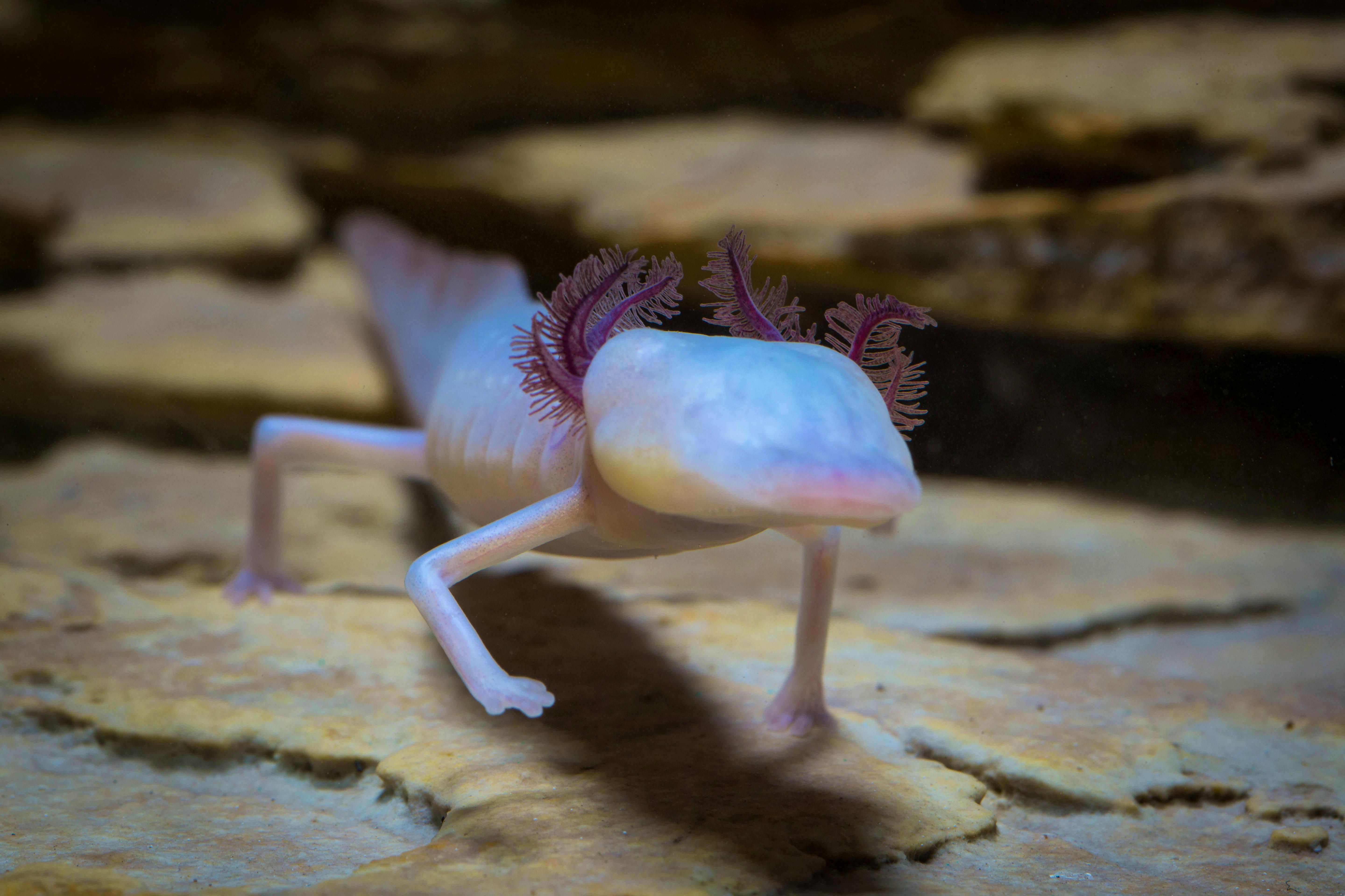 Texas blind salamander