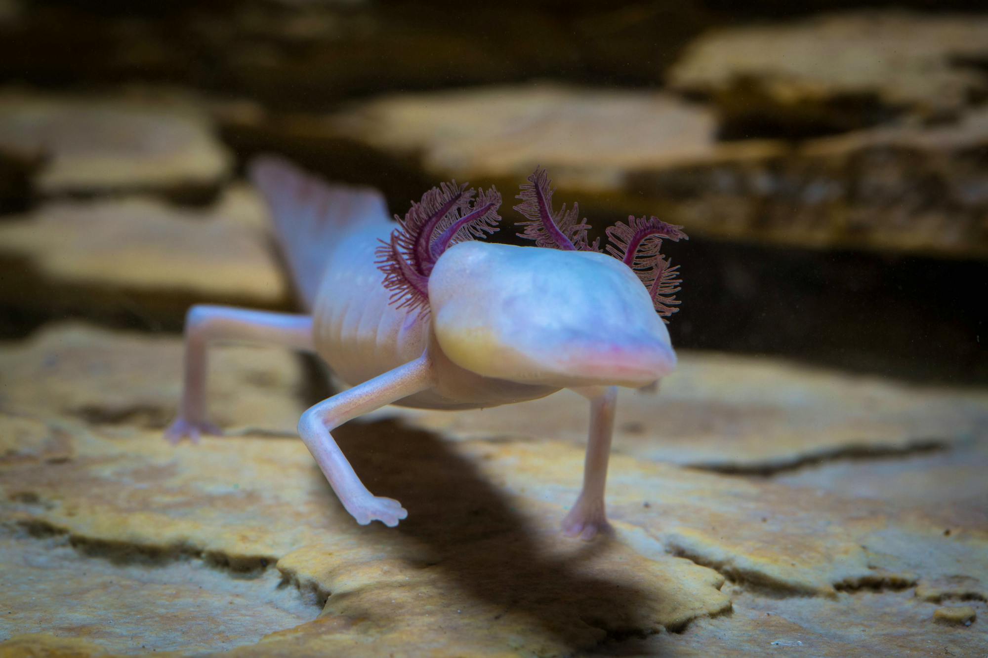 Texas blind salamander