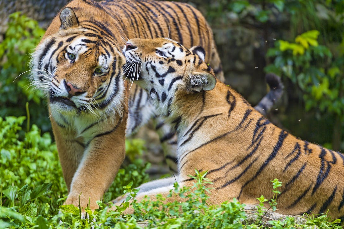 2014.12.18 - Amur Tigers - France - Tambako The Jaguar (CC BY-ND 2.0 DEED)