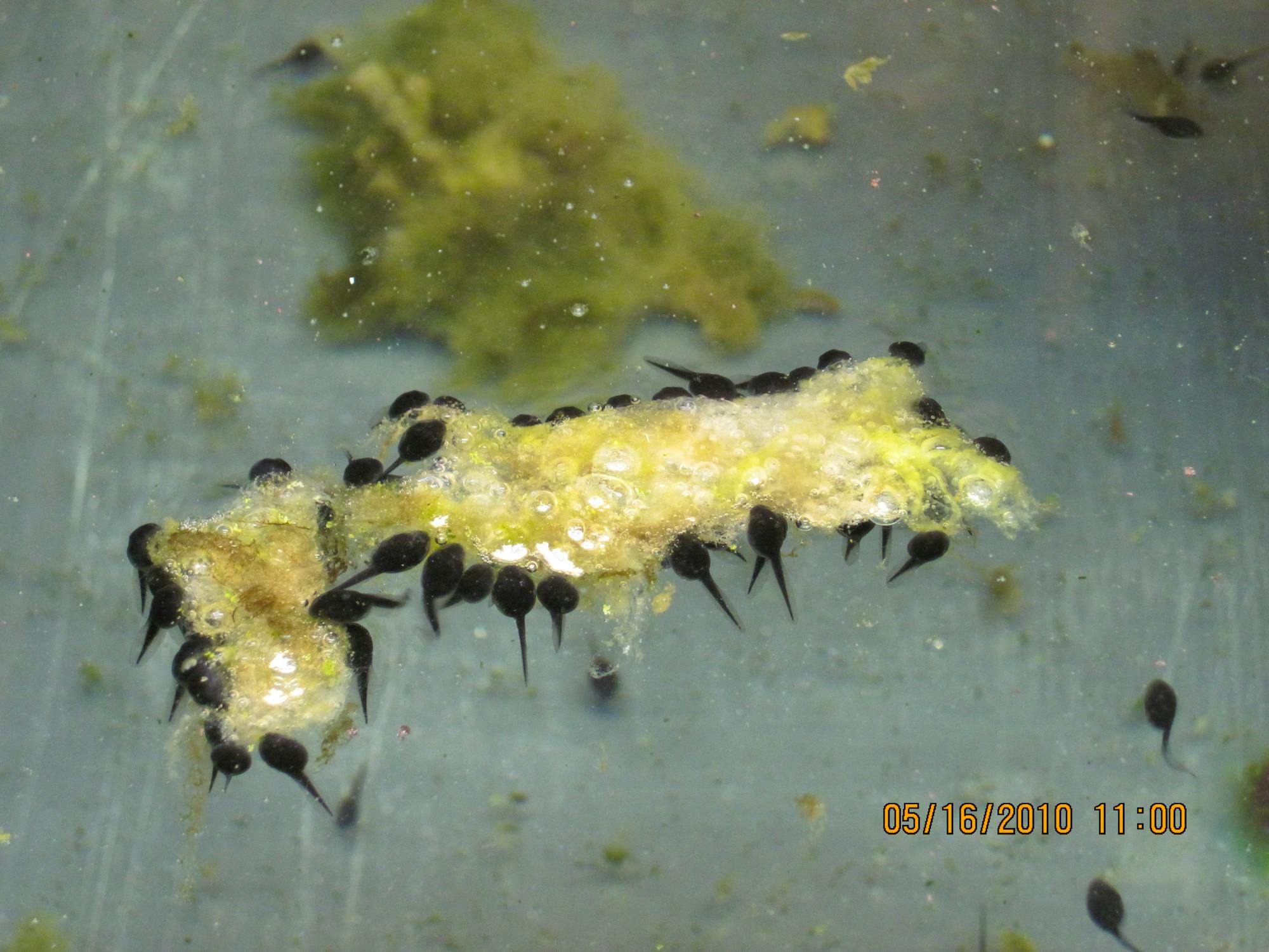 2010.05.16 - Wyoming Toad Tadpoles - Wyoming - USFWS (CC BY 2.0 DEED)