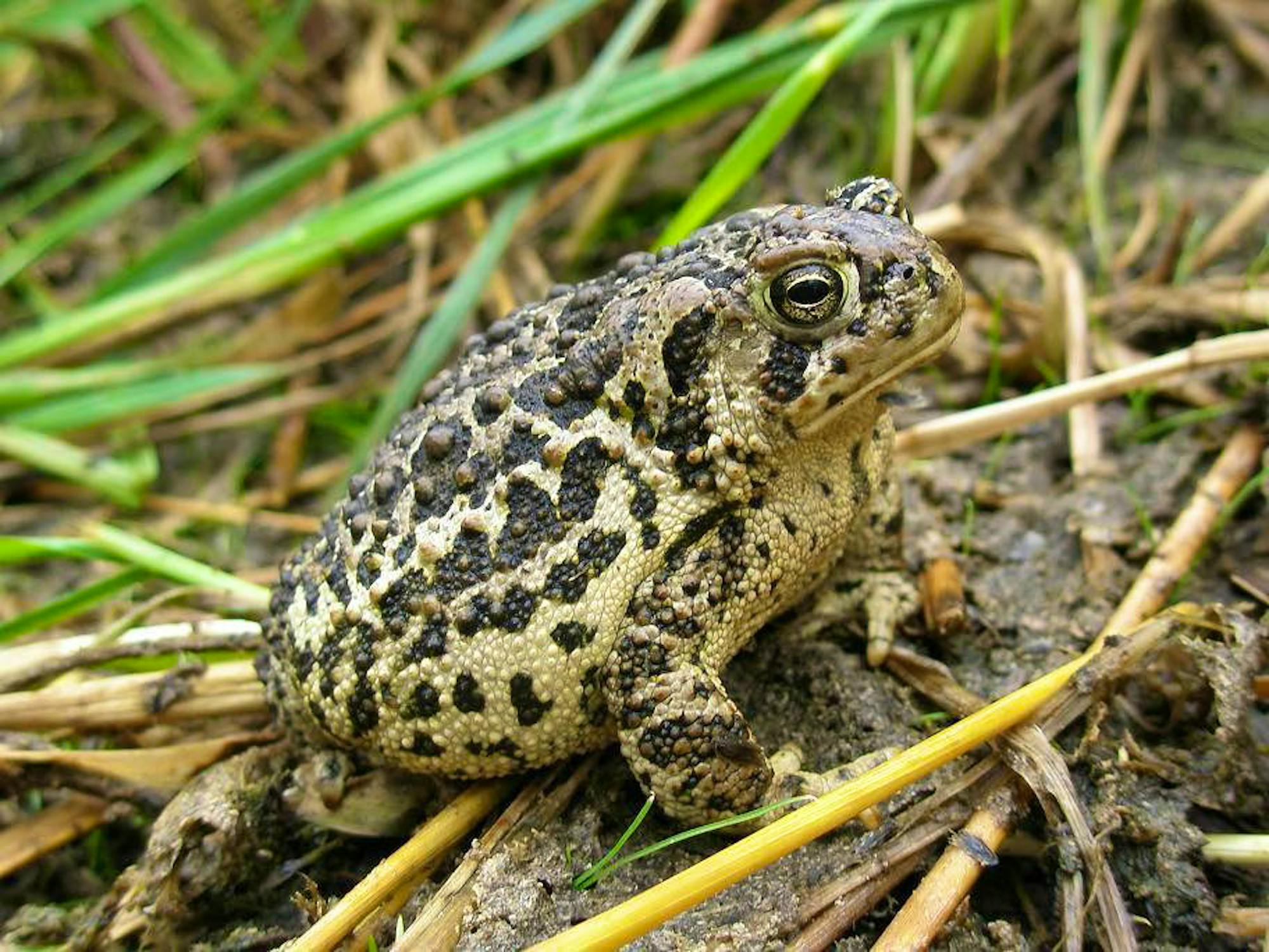 2017.04.08 - Wyoming Toad - Wyoming - Sara Armstrong-USFWS